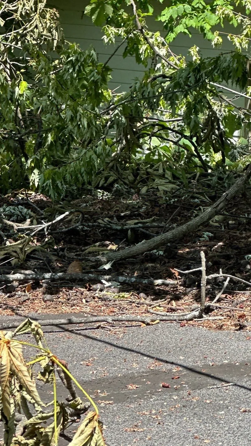 Downed limbs across the driveway and the electrical service line pulled to the ground.